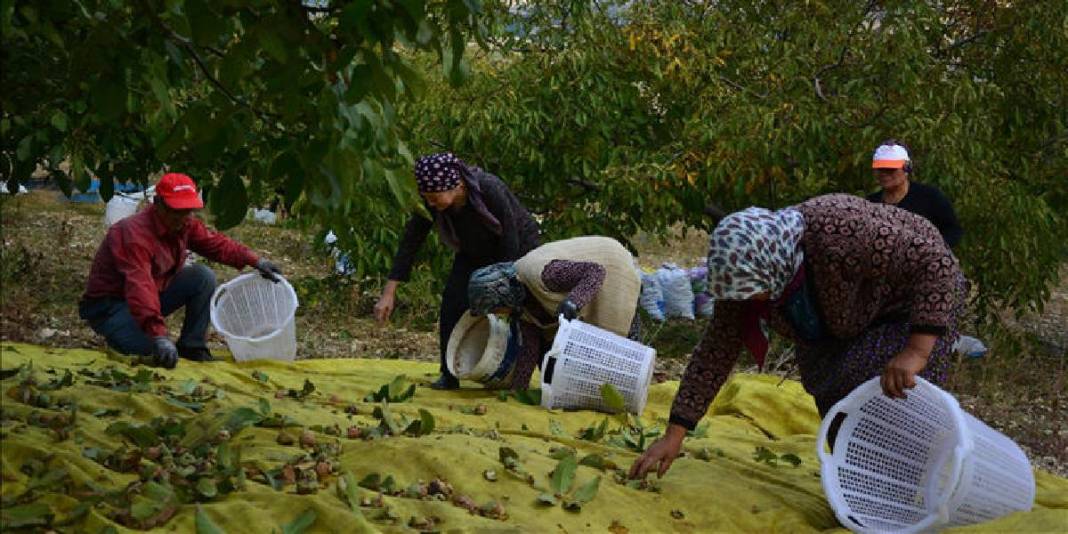 Memuriyeti bitti, üreticiliğe geçti! 12 yıl önce 10 dönüme dikti: 4 yıldır bereketli hasat yapıyor 5